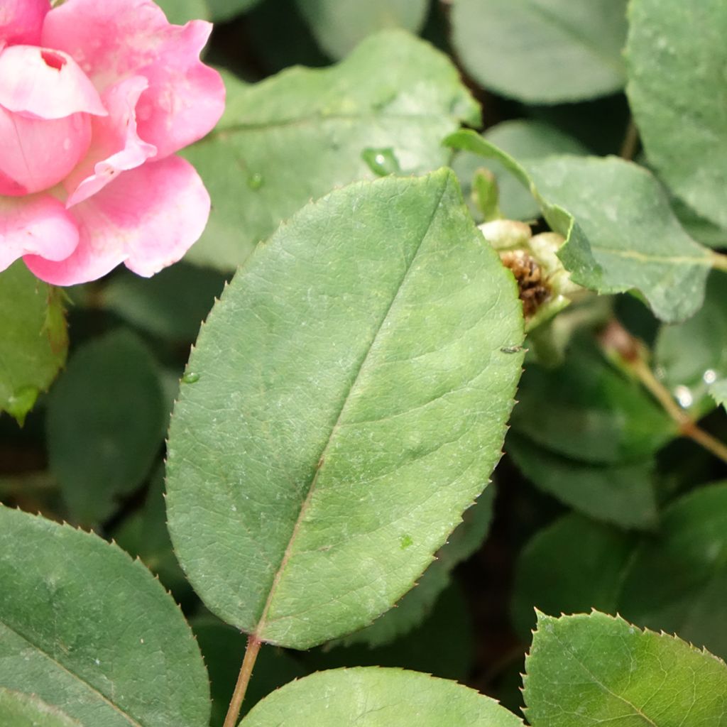 Rosa Pink Double Knock Out - Bodembedekkende roos