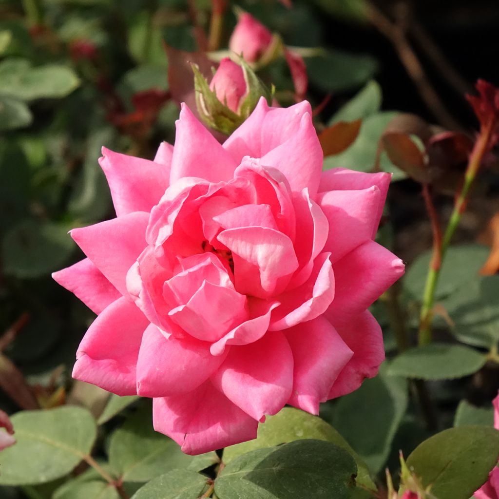 Rosa Pink Double Knock Out - Bodembedekkende roos