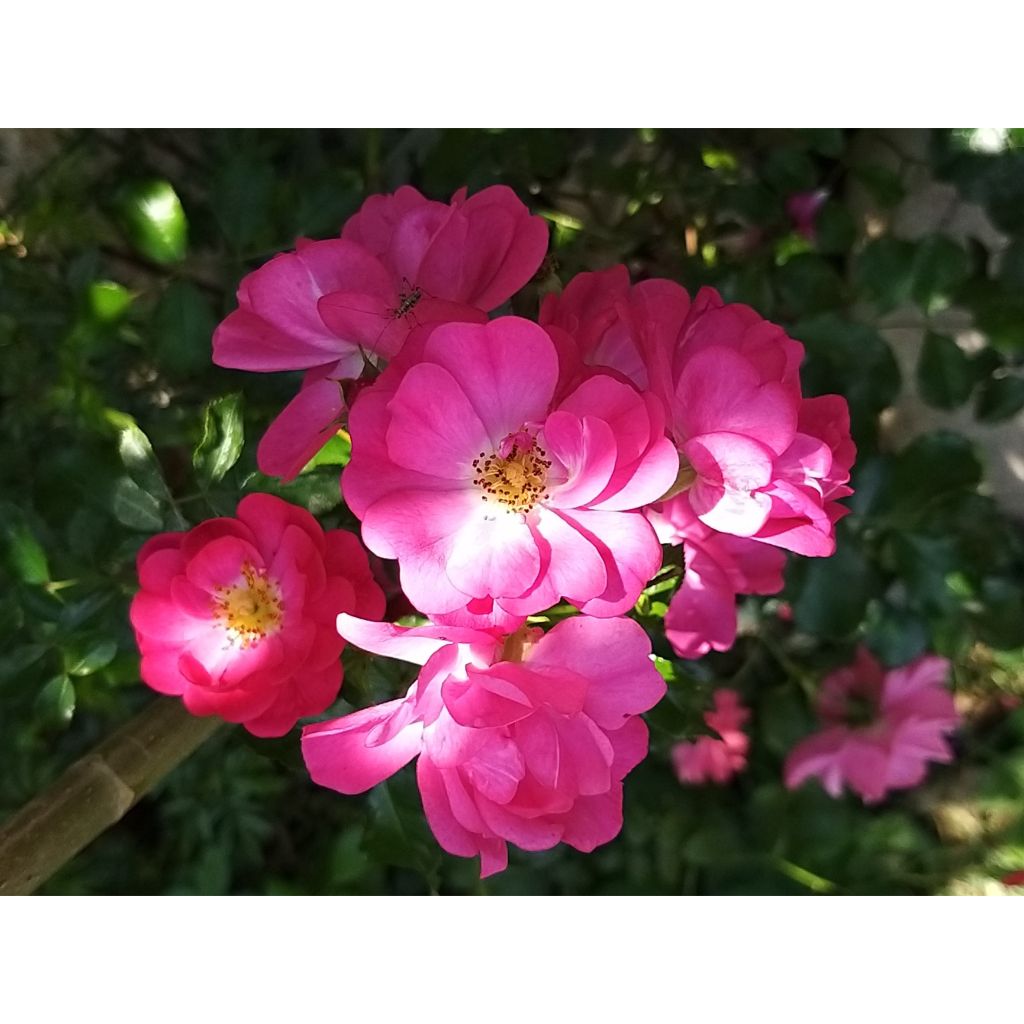 Rosa Neon - Bodembedekkende roos