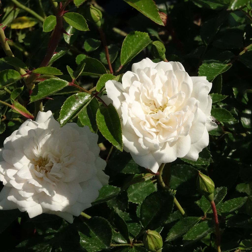 Rosa Sea Foam - Bodembedekkende roos