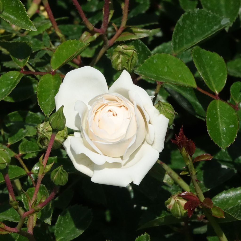 Rosa Sea Foam - Bodembedekkende roos