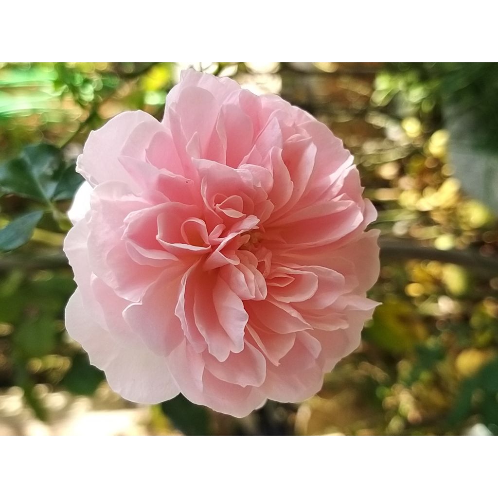 Rosa The Faun - Bodembedekkende roos