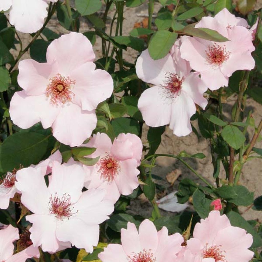 Rosa Dainty Bess - Grootbloemige roos