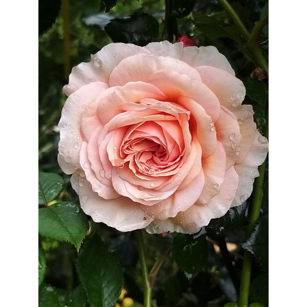 Rosa A Shropshire Lad - David Austinroos