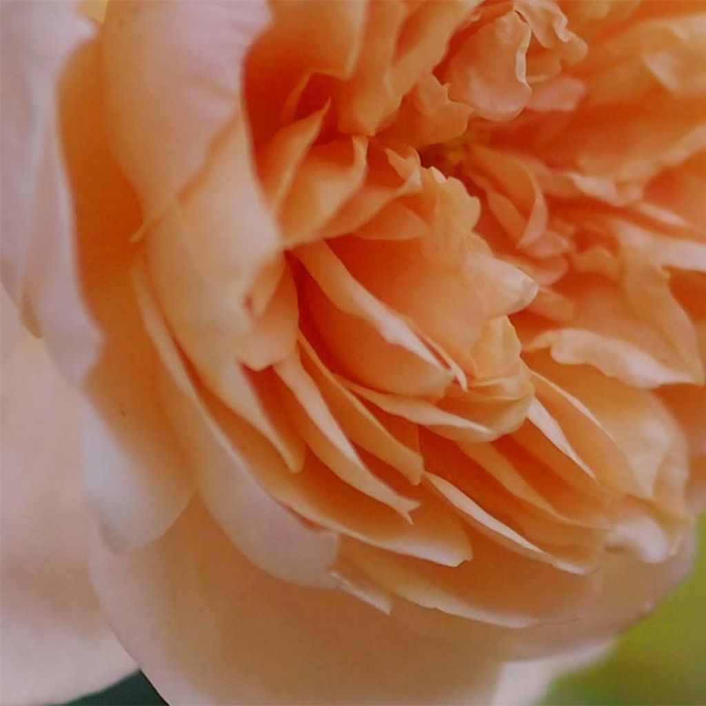 Rosa Abraham Darby - David Austinroos