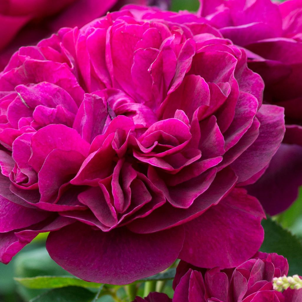 Rosa Darcey Bussell - Stamroos