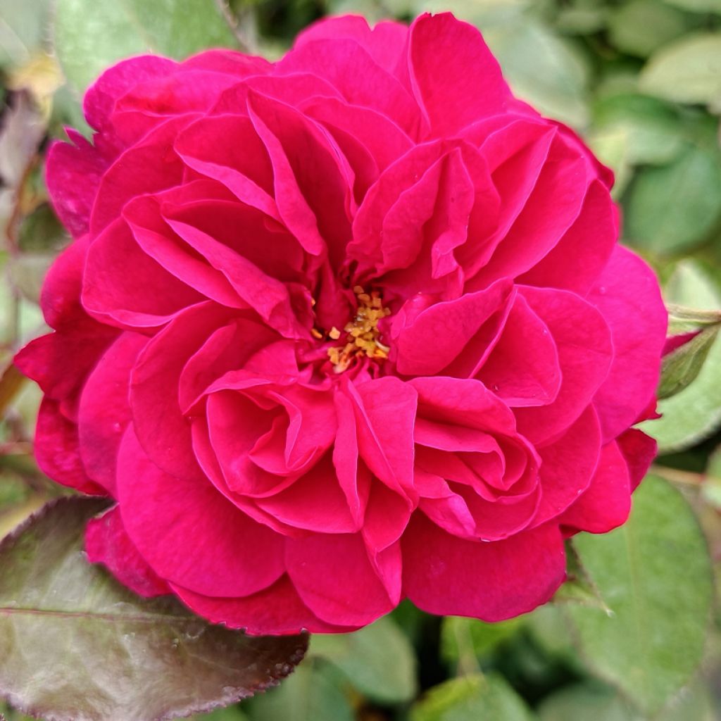 Rosa Darcey Bussell - Stamroos