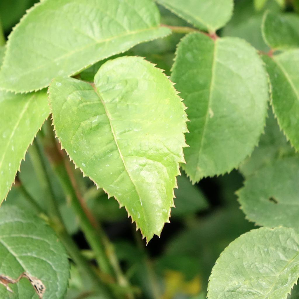 Rosa Elizabeth - David Austinroos