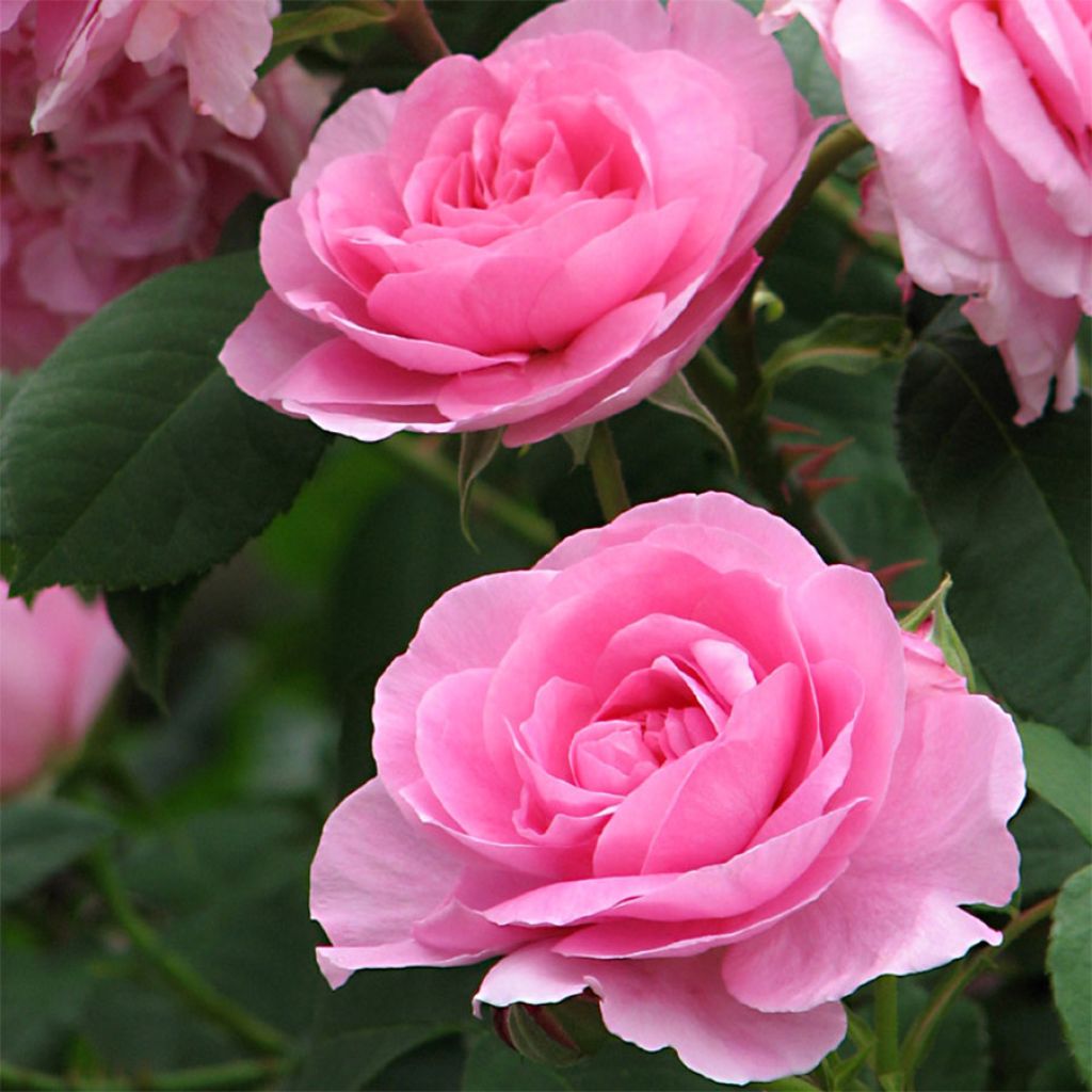 Rosa Gertrude Jekyll - David Austinroos