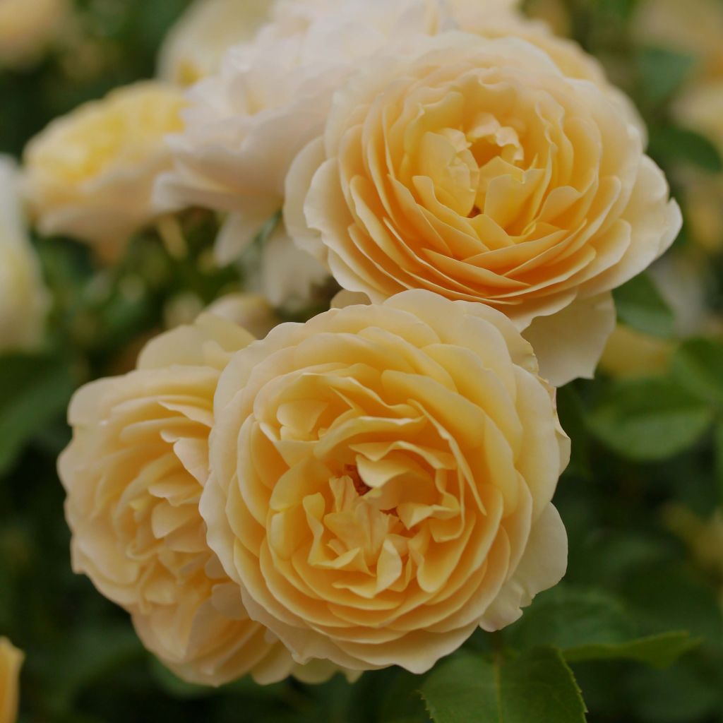 Rosa Graham Thomas - David Austinroos