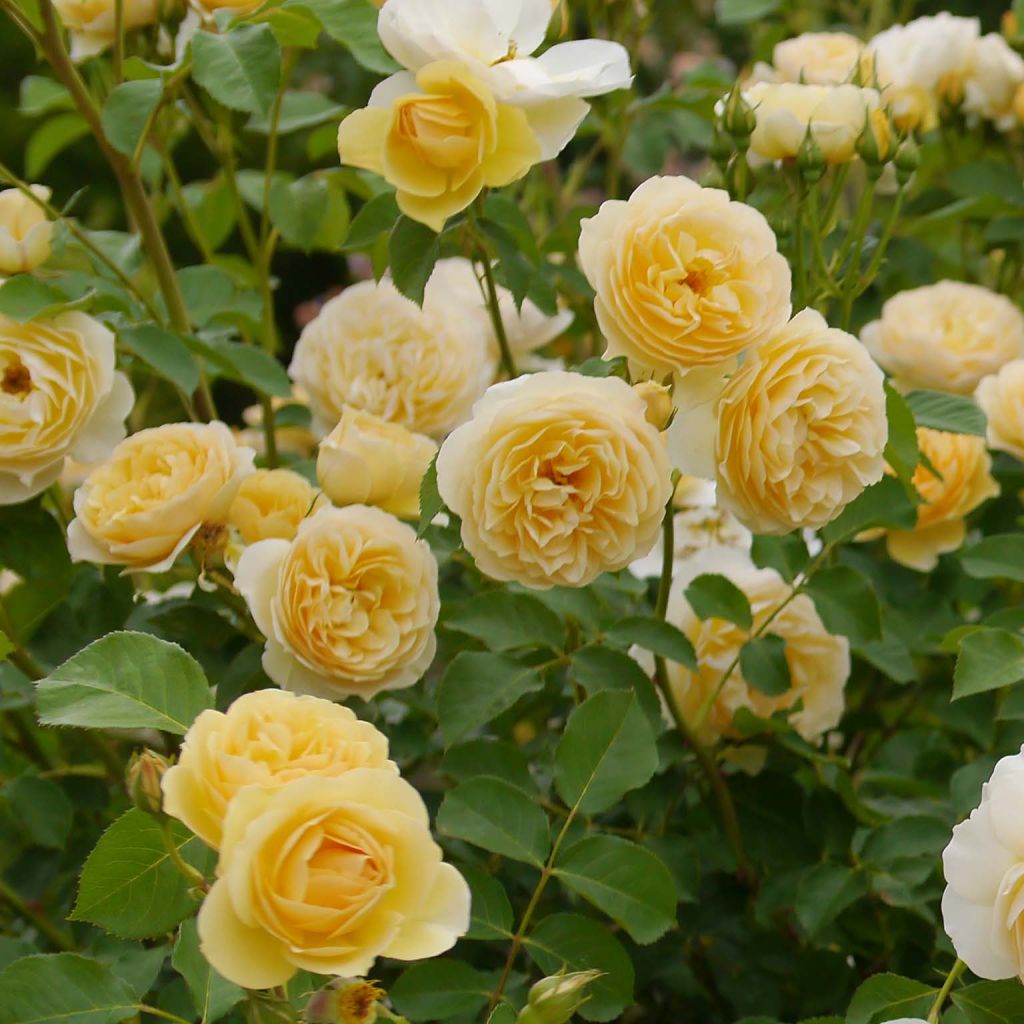 Rosa Graham Thomas - David Austinroos