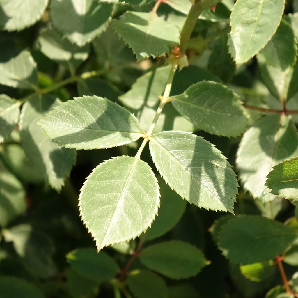 Rosa Lady of Shalott - David Austinroos