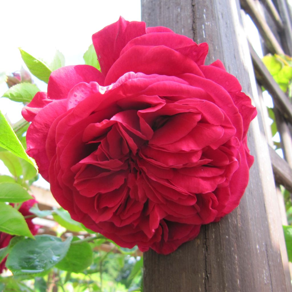 Rosa L.D. Braithwaite - David Austinroos