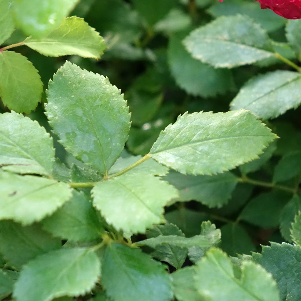 Rosa Sir John Betjeman - David Austinroos