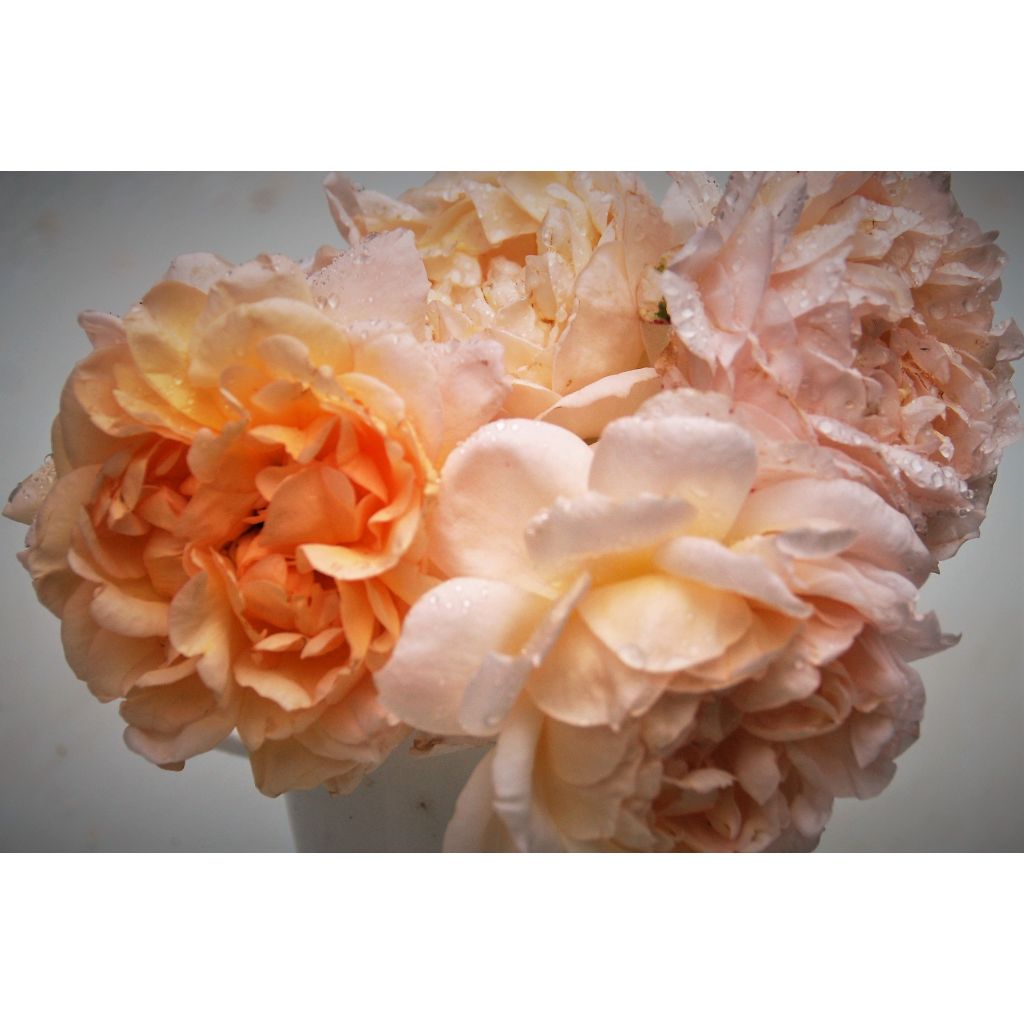 Rosa The Lady Gardener - David Austinroos