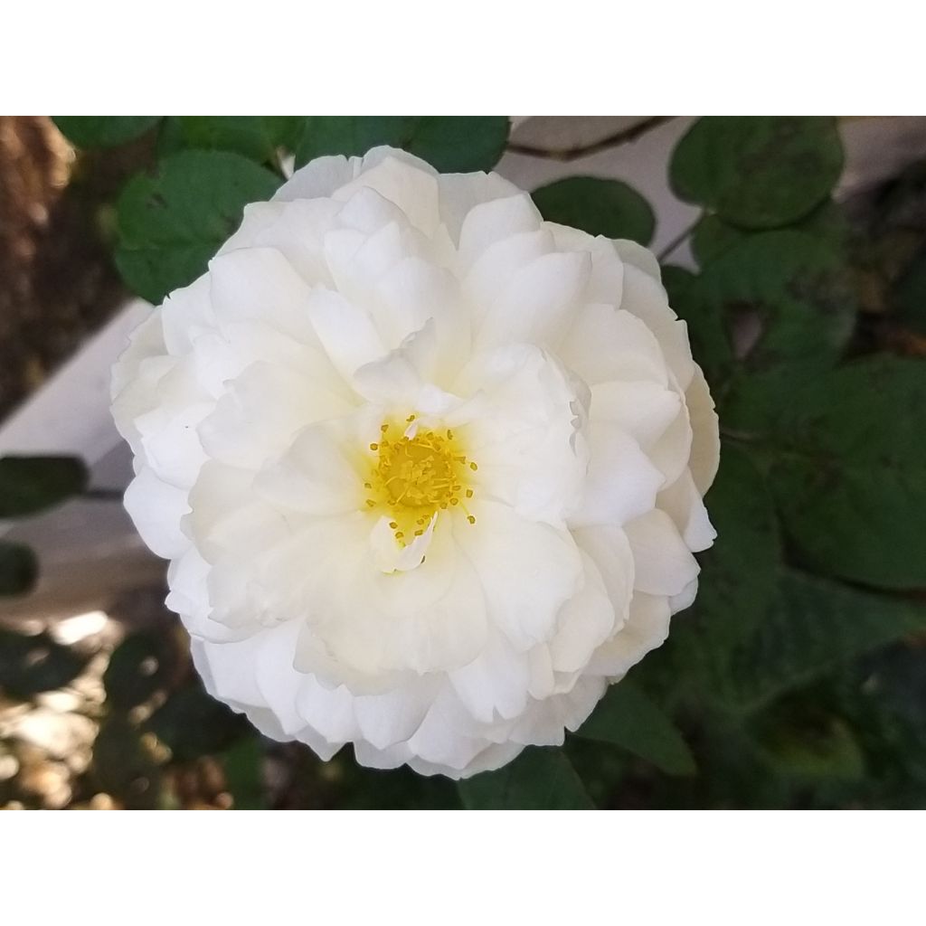 Rosa William and Catherine - David Austinroos