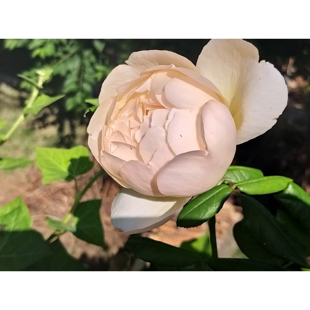 Rosa Wollerton Old Hall - David Austinroos