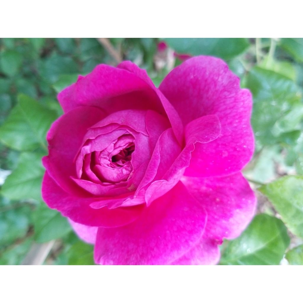 Rosa Young Lycidas - David Austinroos