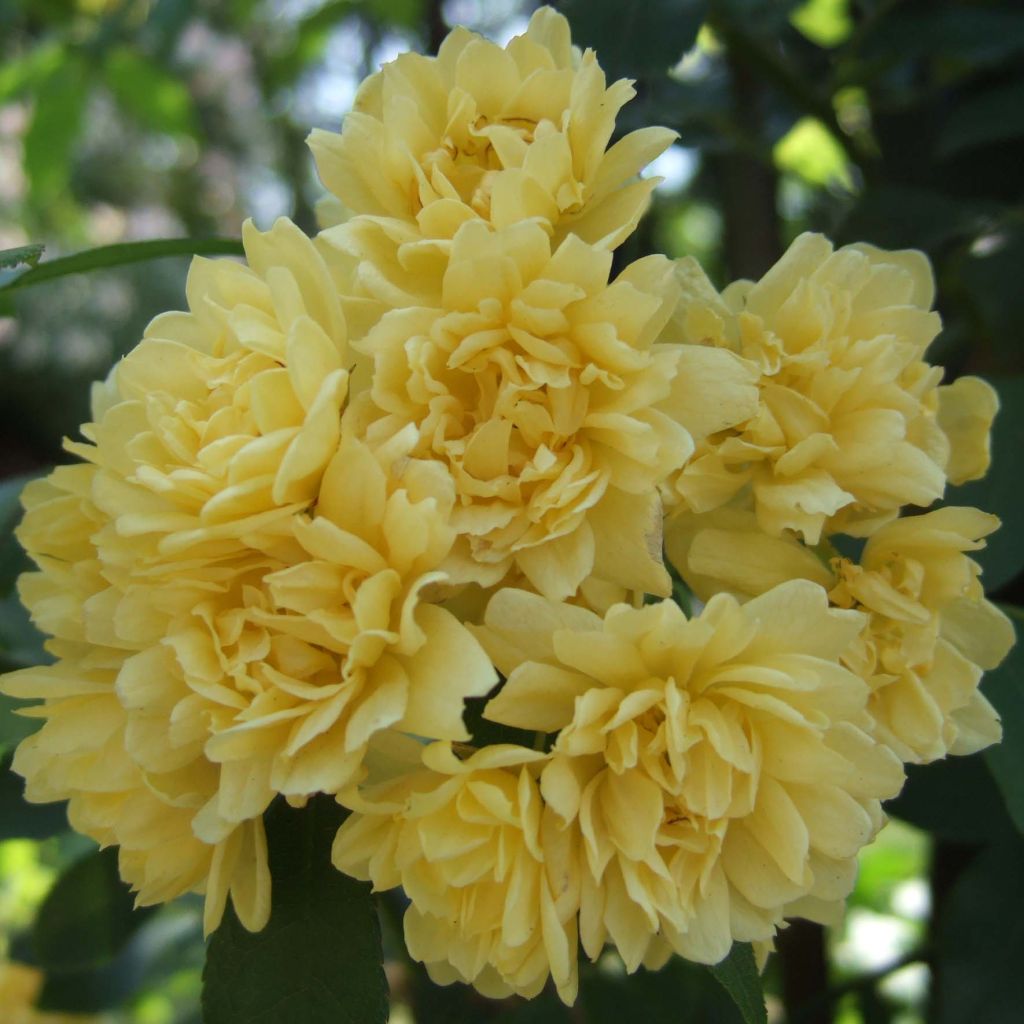 Rosa banksiae Lutea - Banksia roos