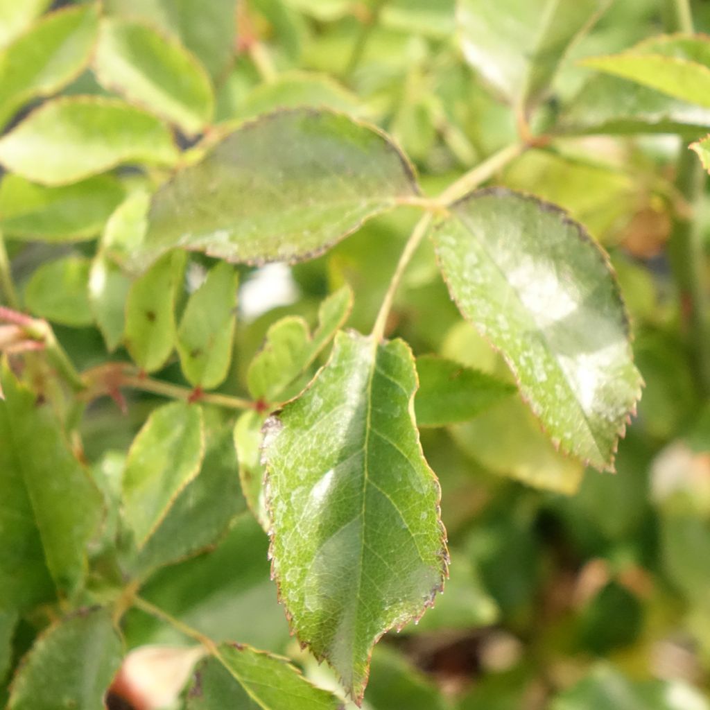 Rosa Flower Carpet Amber - Polyantharoos