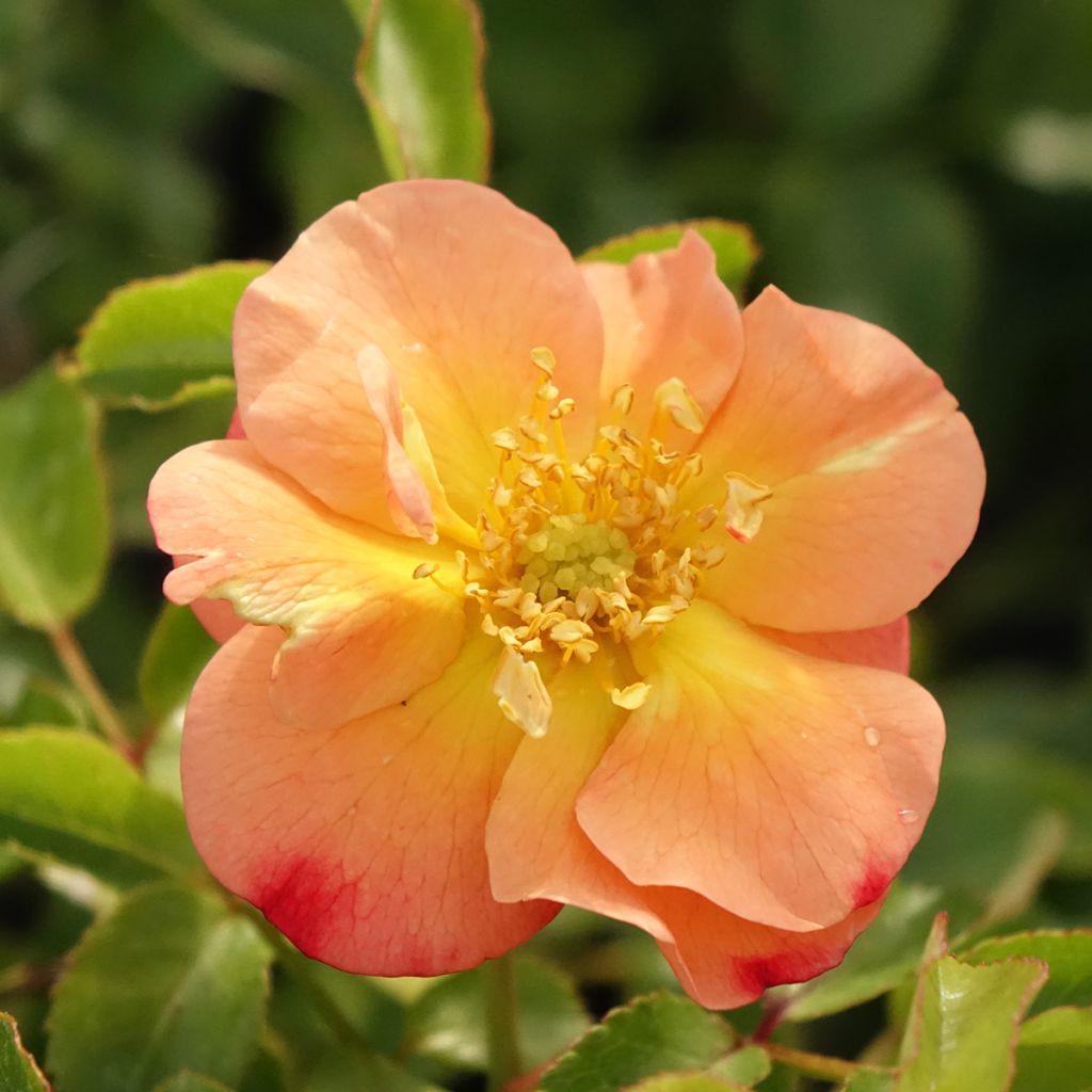 Rosa Flower Carpet Amber - Polyantharoos