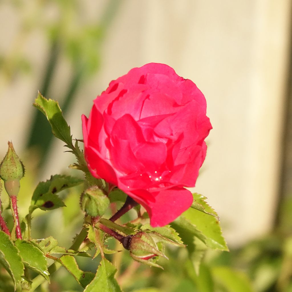 Rosa Heidetraum - Polyantharoos
