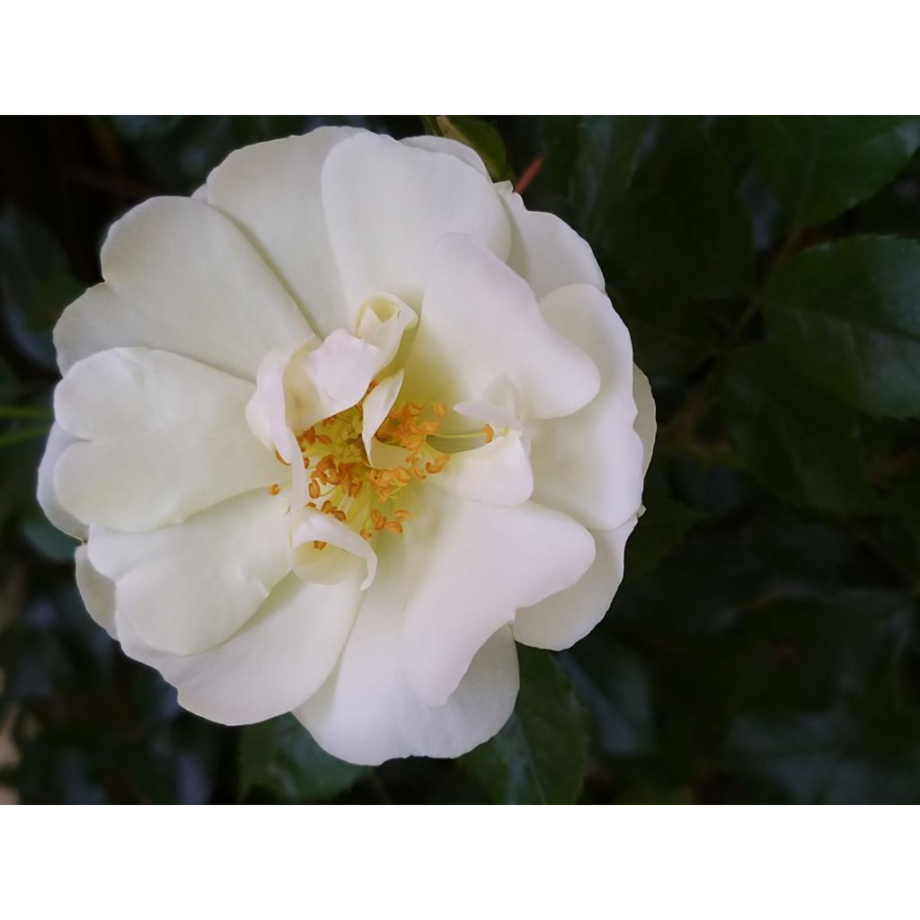 Rosa White Flower Carpet - Polyantharoos