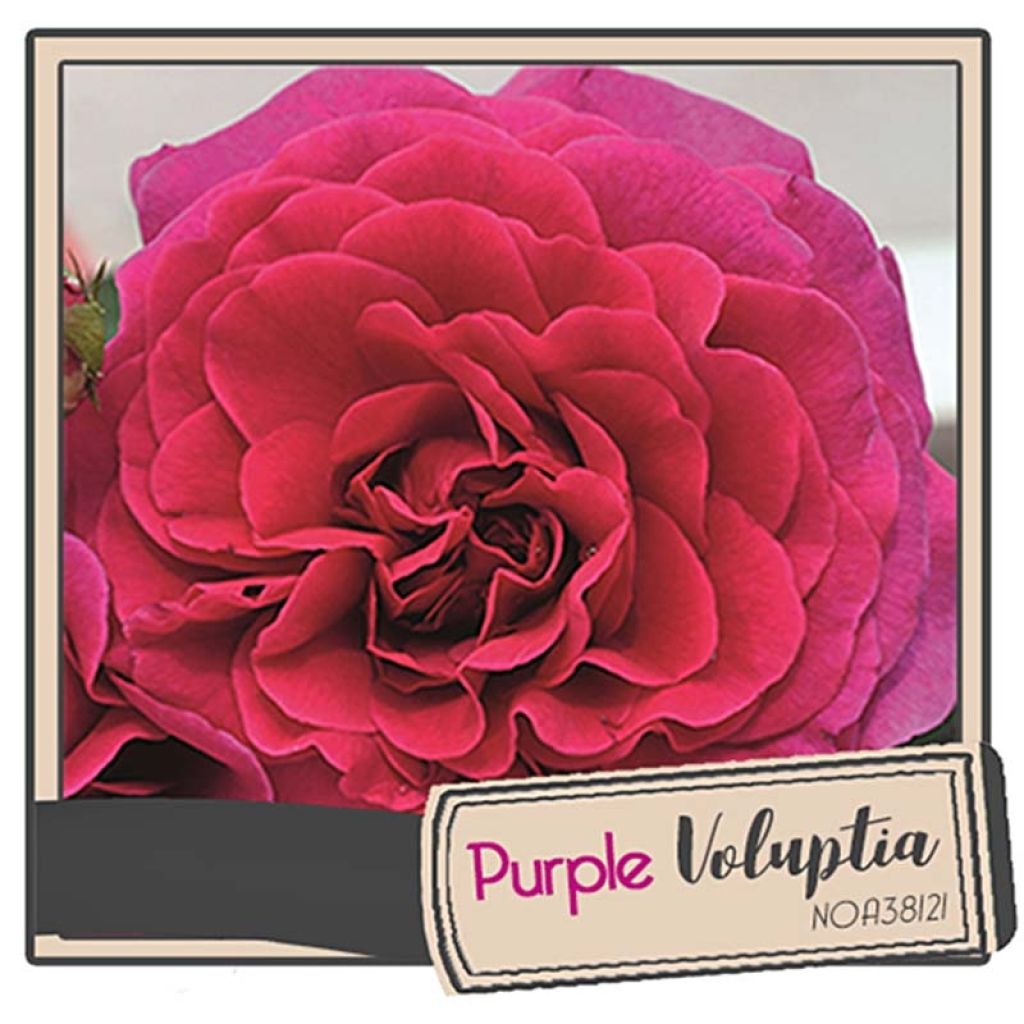 Rosa Timeless Purple - Polyantharoos