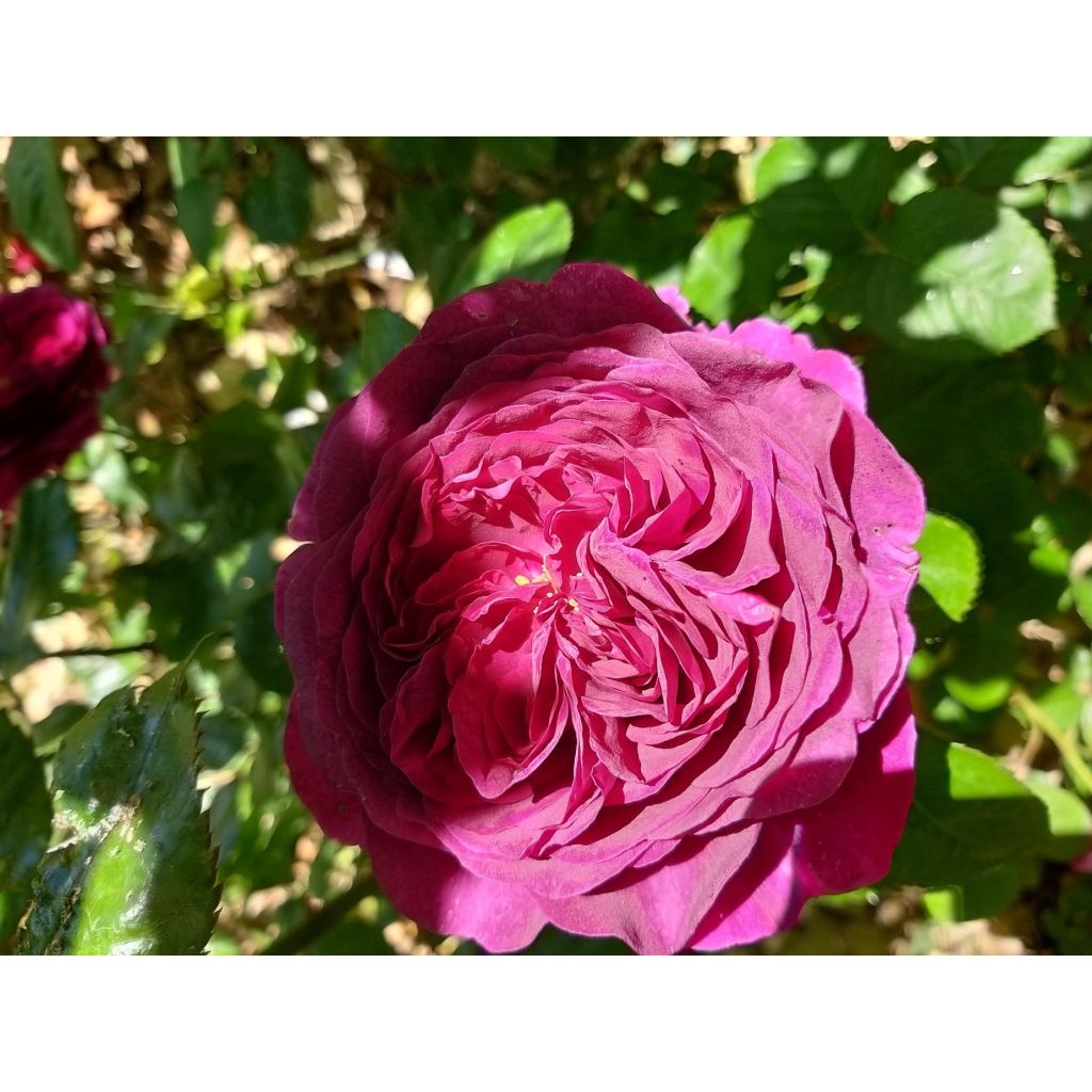 Rosa Timeless Purple - Polyantharoos