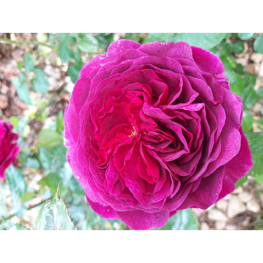 Rosa Timeless Purple - Polyantharoos