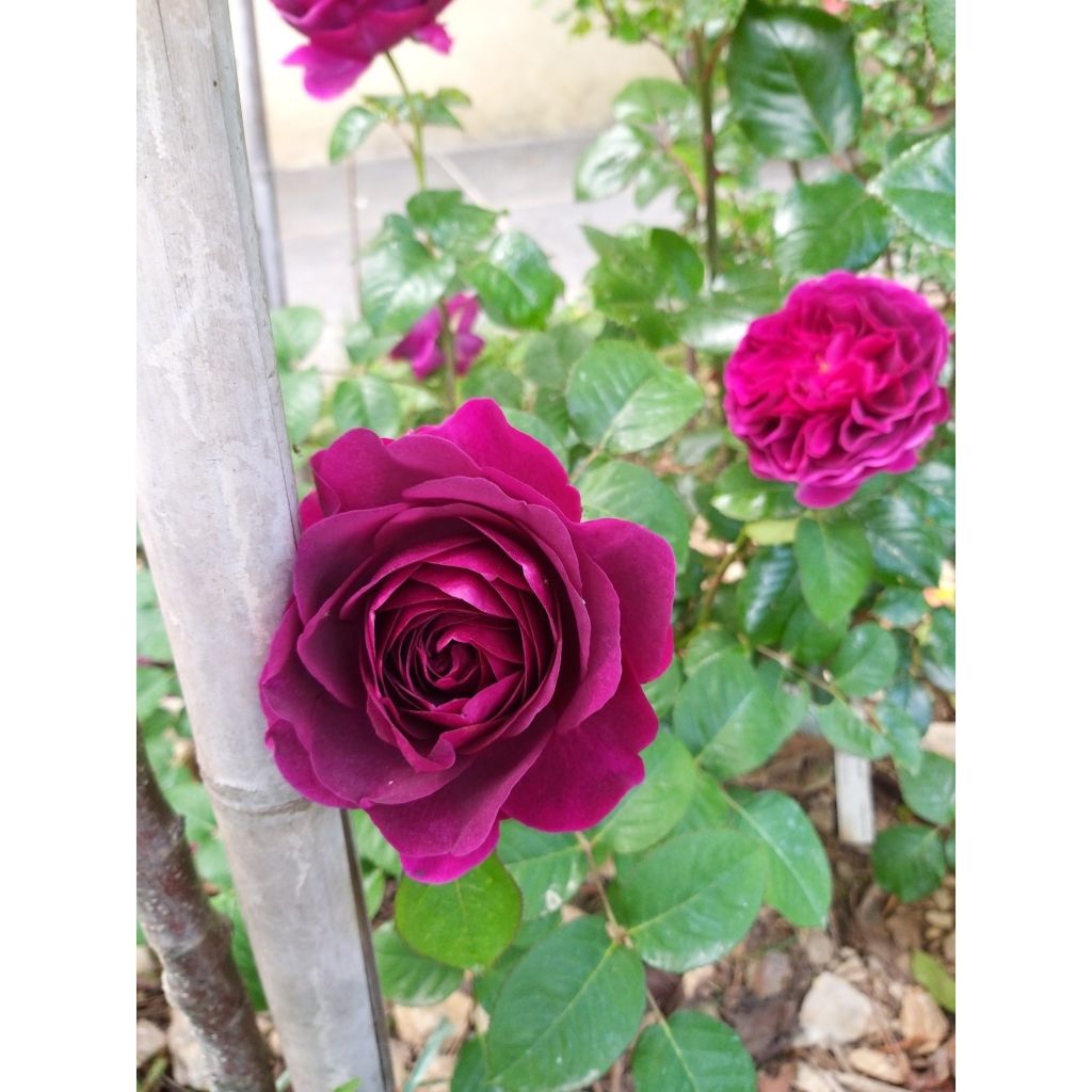 Rosa Timeless Purple - Polyantharoos