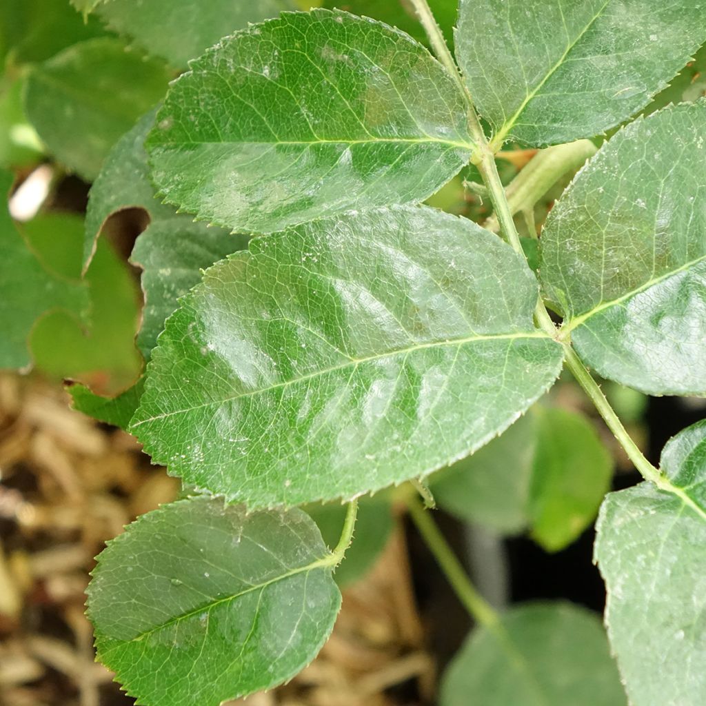 Rosa Timeless Purple - Polyantharoos
