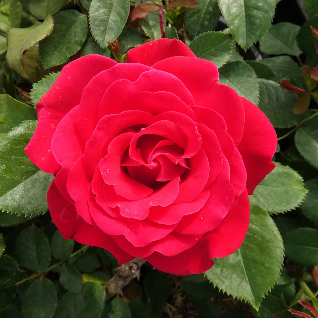 Rosa Dominica - Grootbloemige roos