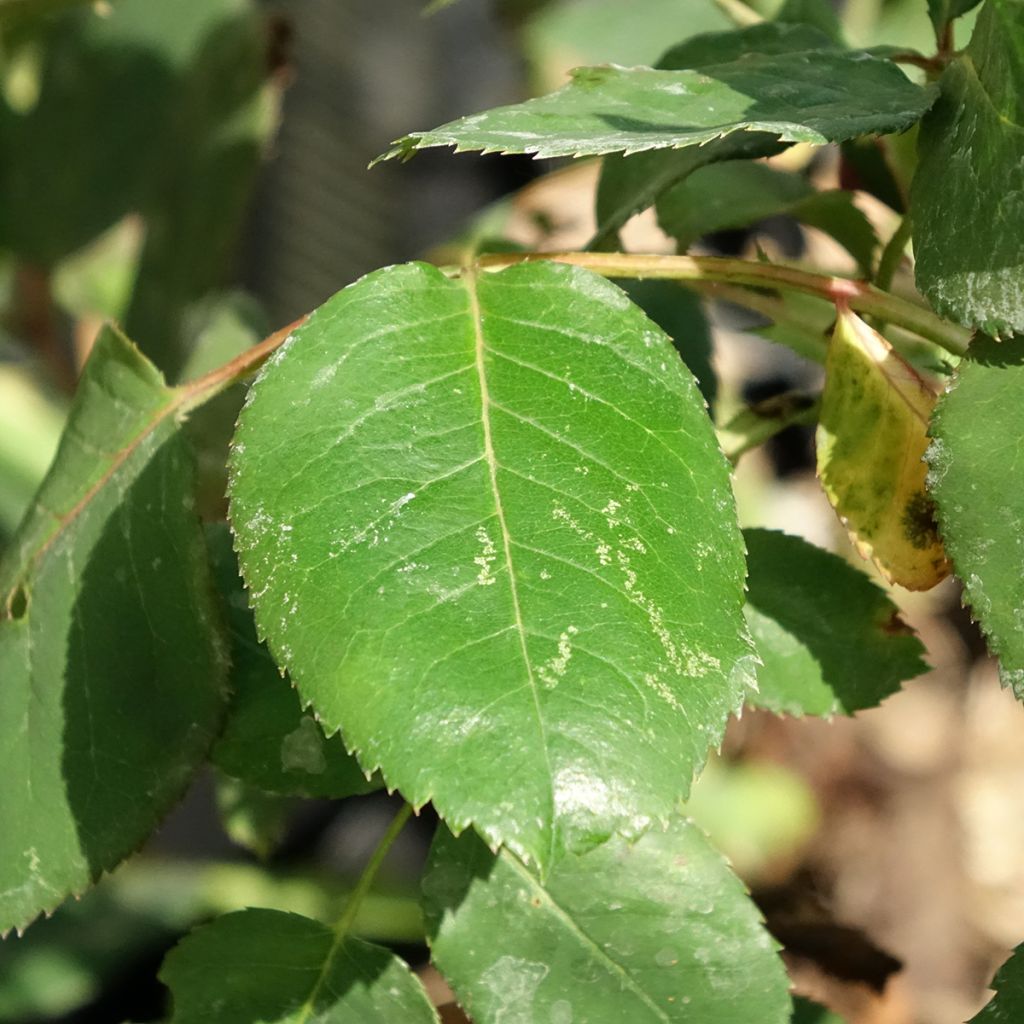 Rosa Dominica - Grootbloemige roos