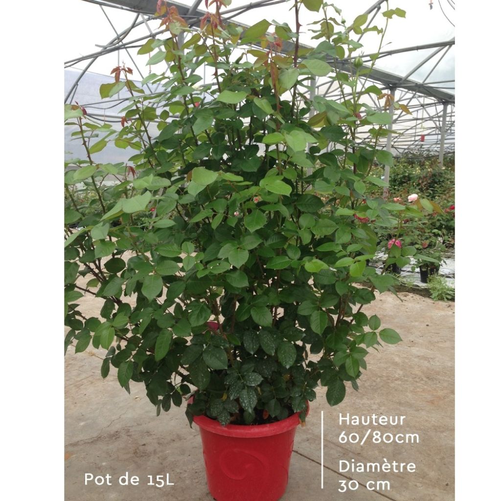 Rosa Victor Hugo - Grootbloemige roos