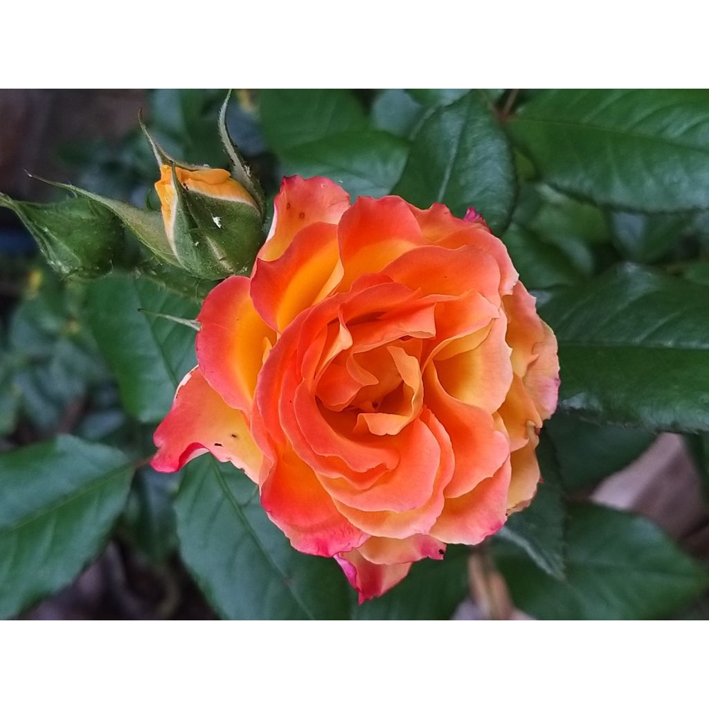 Rosa Oso Easy En Fuego - Trosroos