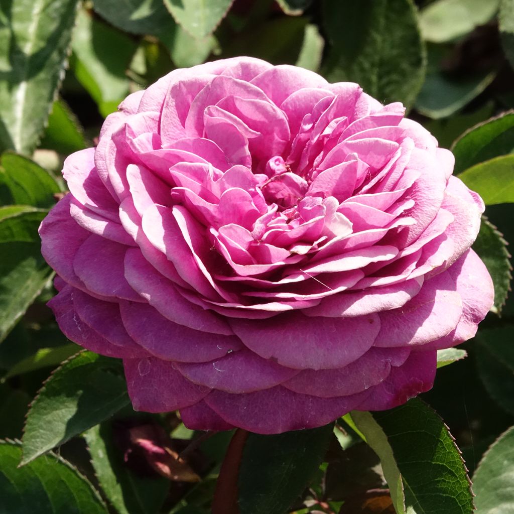 Rosa Heidi Klum Rose - Trosroos