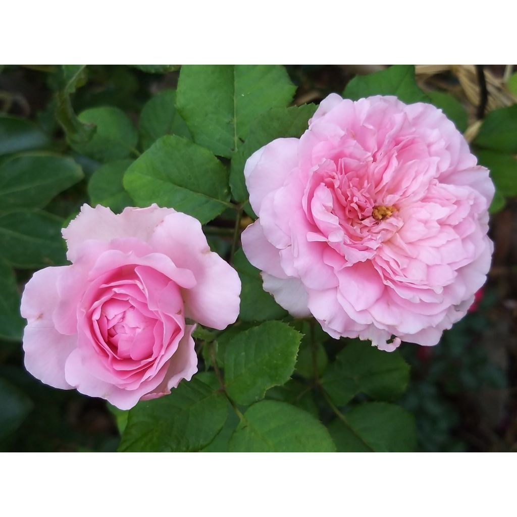 Rosa Generosa® Elodie Gossuin - Struikroos