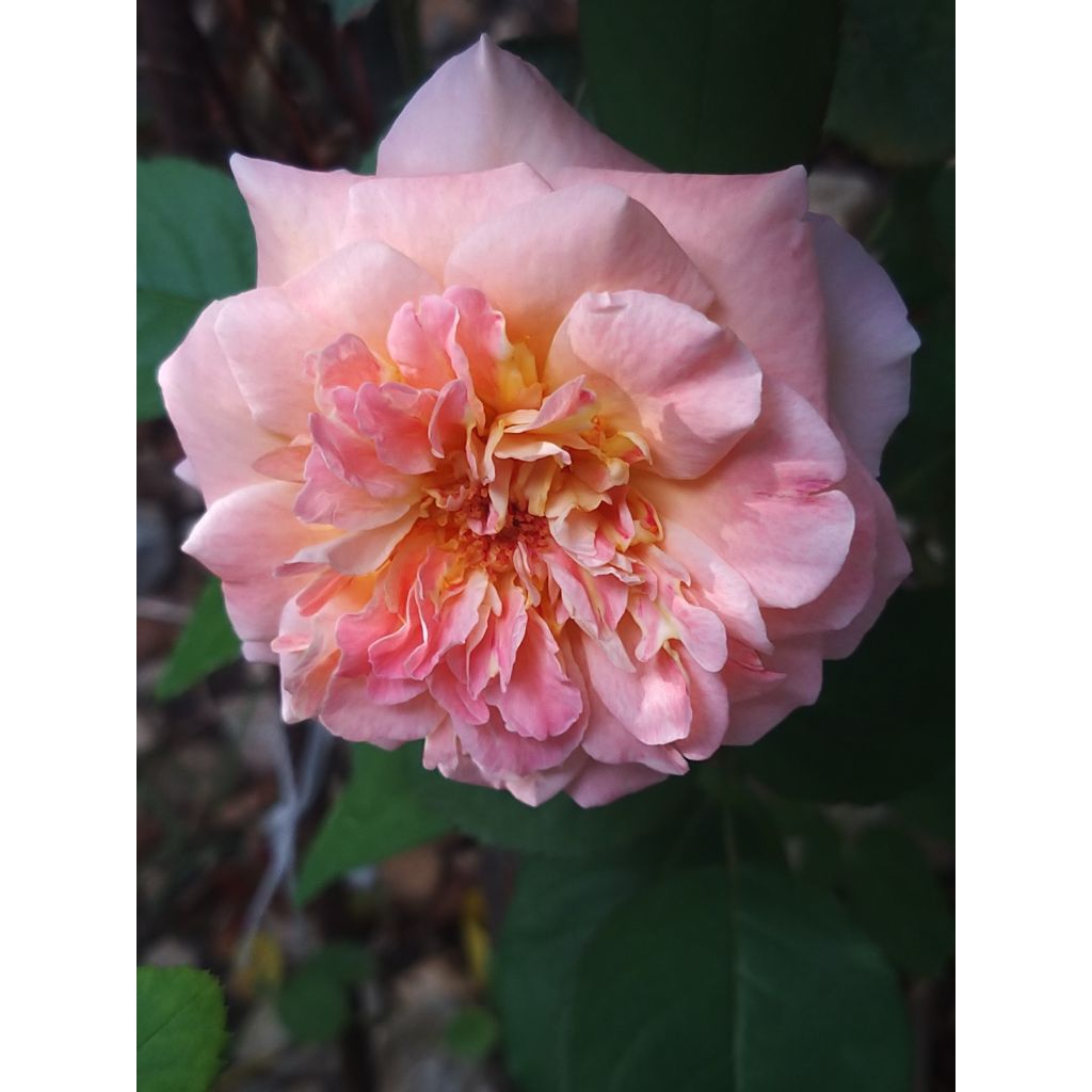 Rosa Generosa® Fiona Gelin - Struikroos