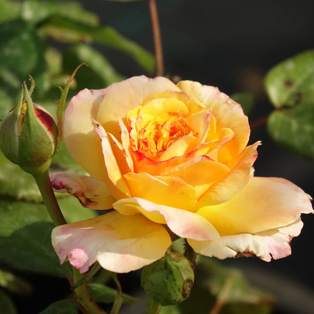 Rosa Generosa® Fiona Gelin - Struikroos