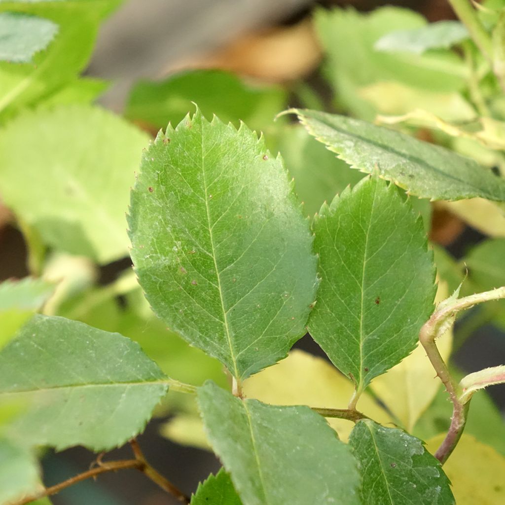 Rosa Generosa® Laurent Voulzy - Struikroos