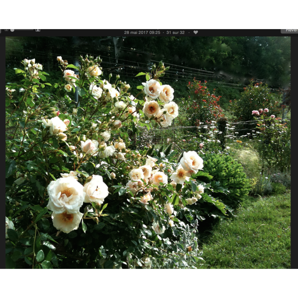 Rosa Generosa® Martine Guillot - Struikroos