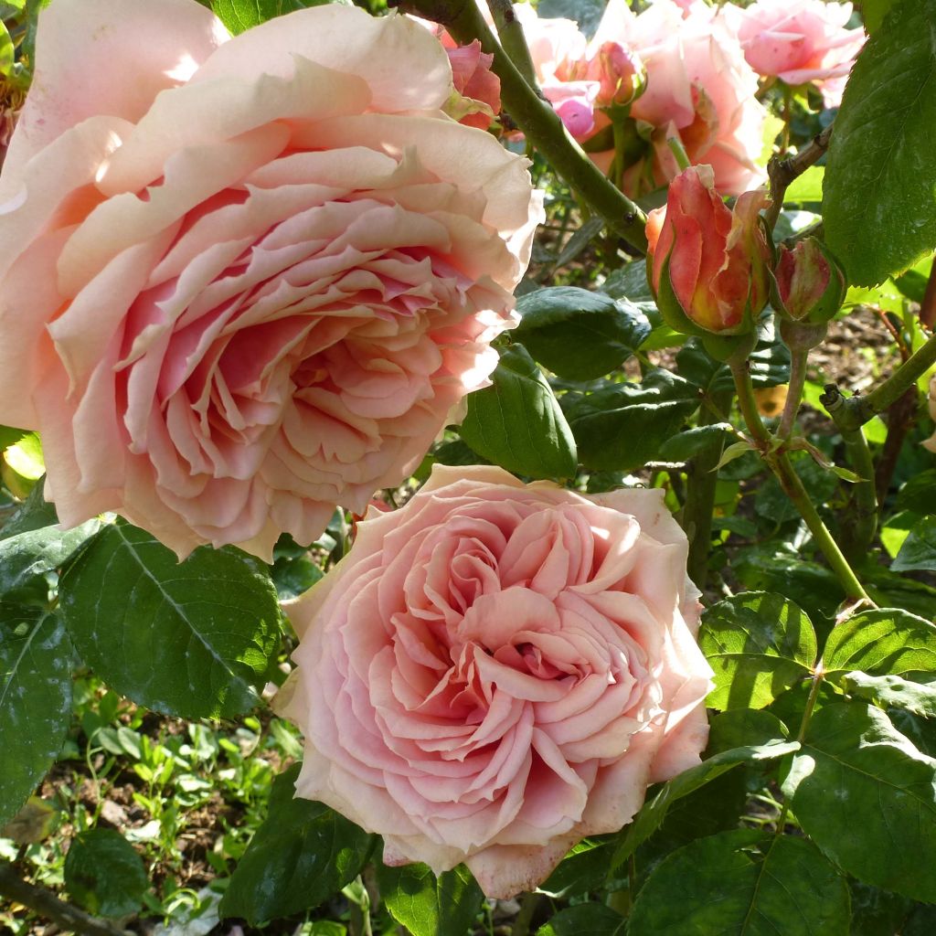 Rosa Generosa® Paul Bocuse - Struikroos