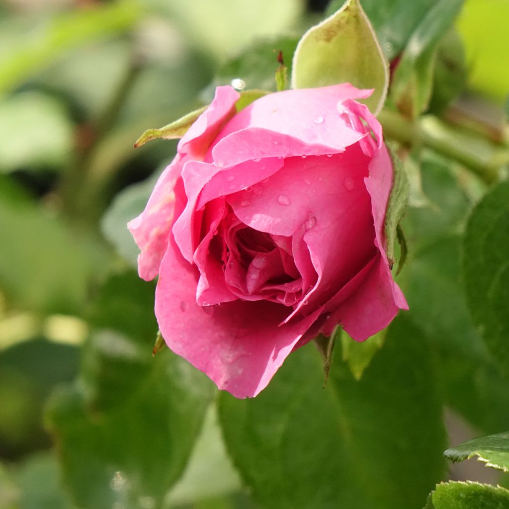 Rosa Generosa® Paul Bocuse - Struikroos