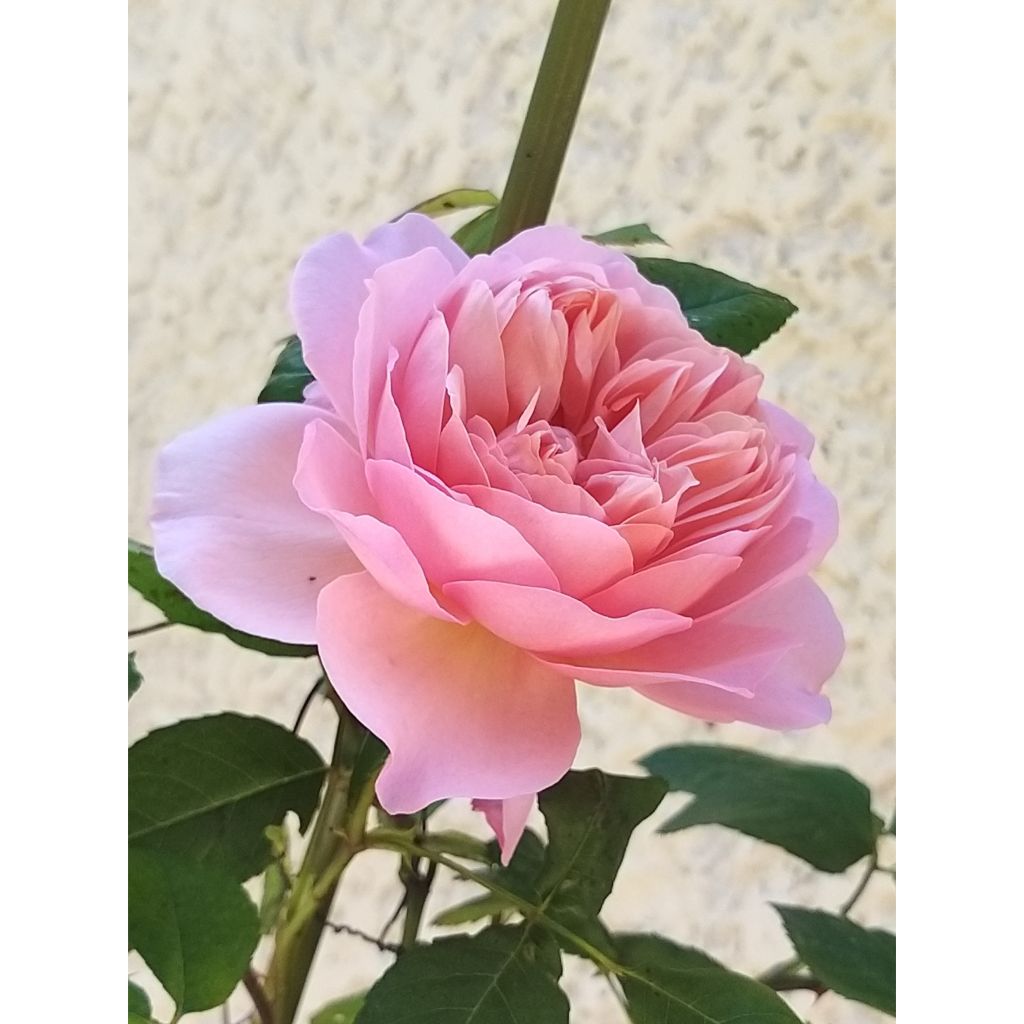 Rosa Generosa® Sonia Rykiel  - Struikroos
