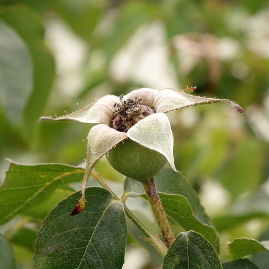 Rosa Compassion - Klimroos