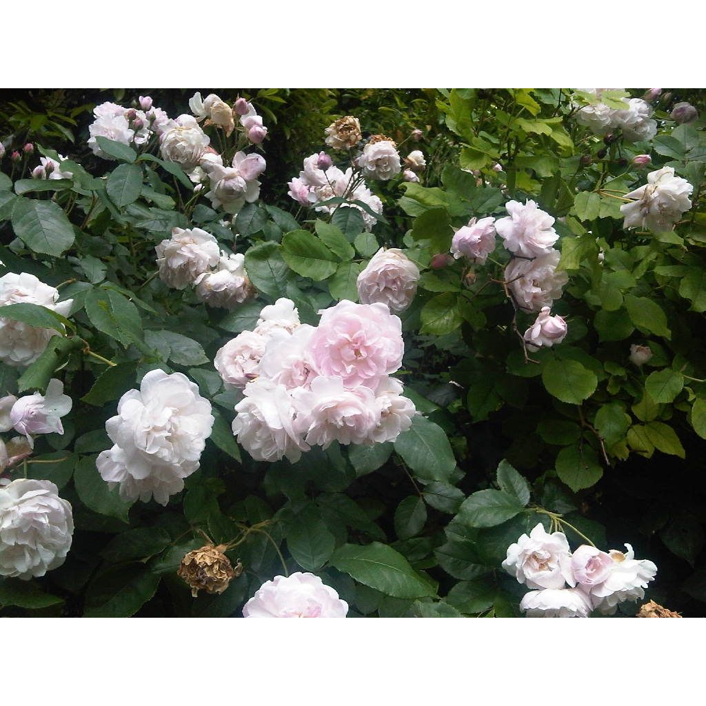 Rosa Blush Noisette - Klimroos