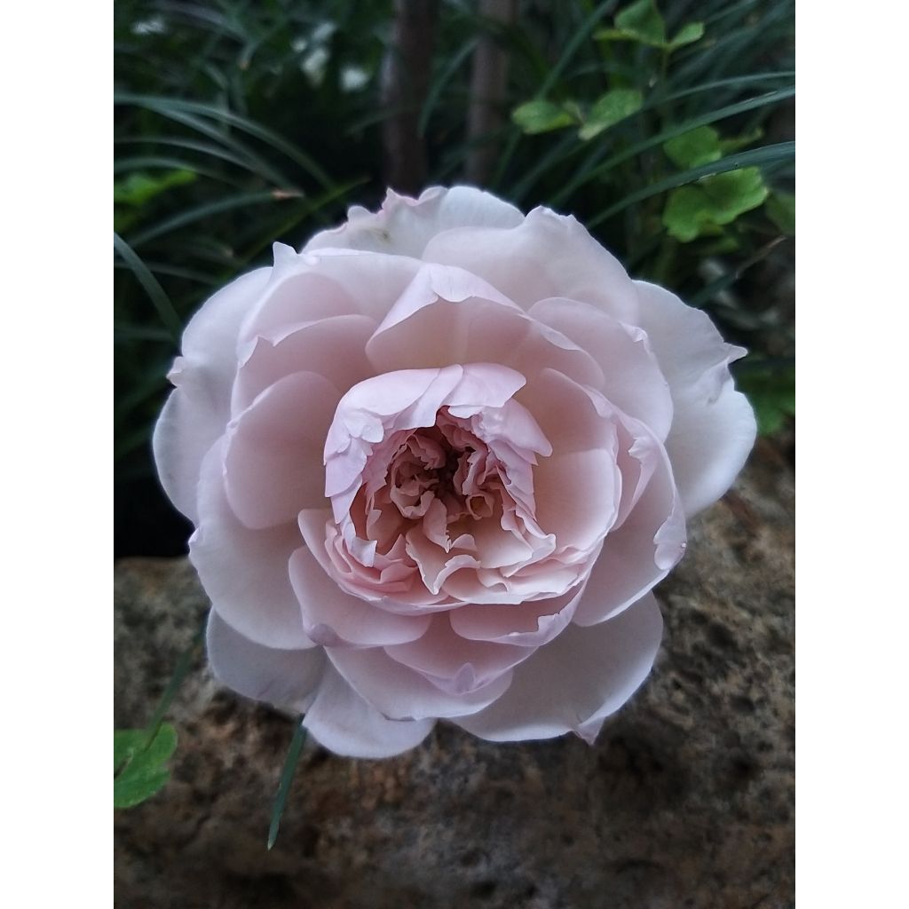 Rosa The Generous Gardener - Klimroos