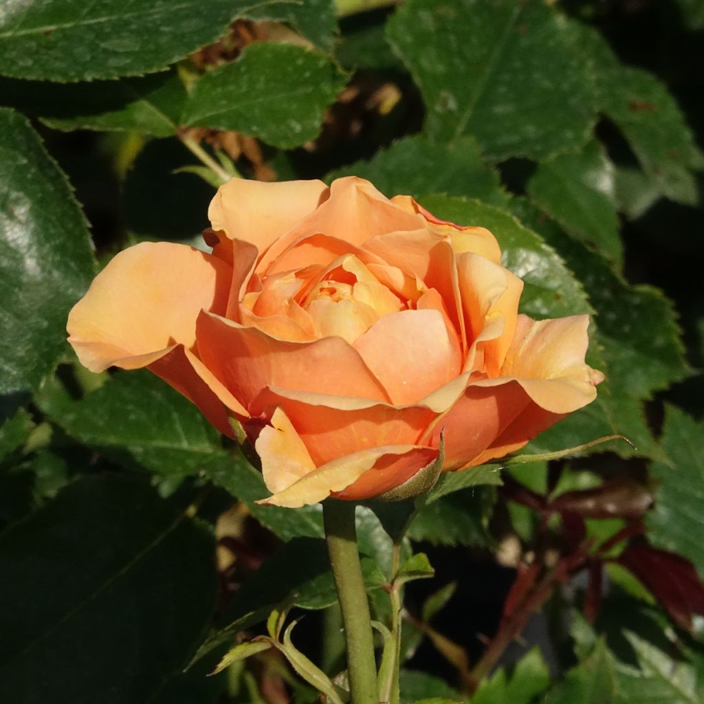 Rosa Disting'O Orange - Klimroos