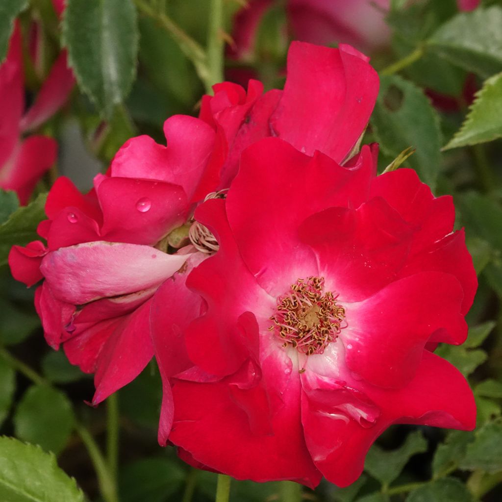 Rosa Dortmund - Grootbloemige Klimroos